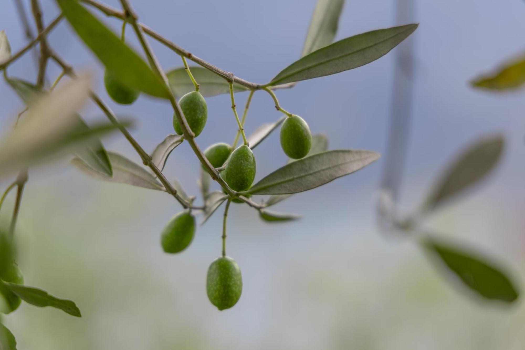 Llac Living Nature Hotel Limone sul Garda Kültér fotó